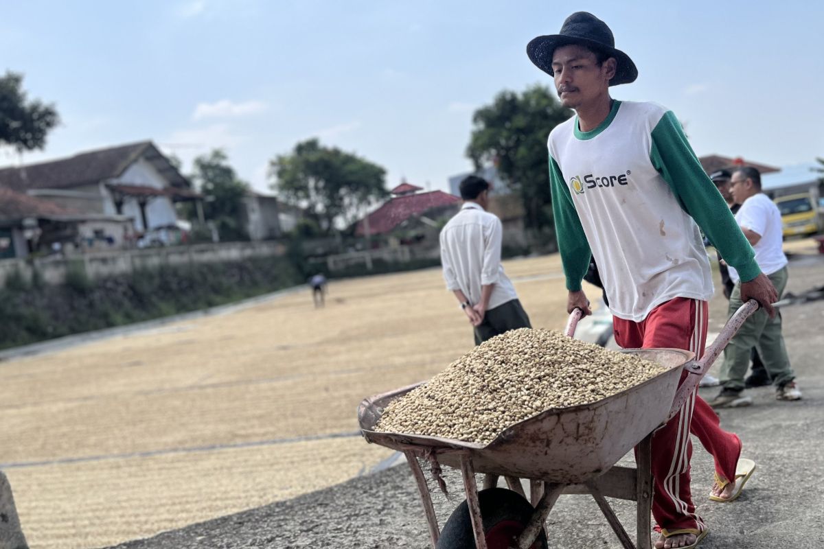 Starbucks Indonesia jaga industri kopi lokal lewat pemberian bibit