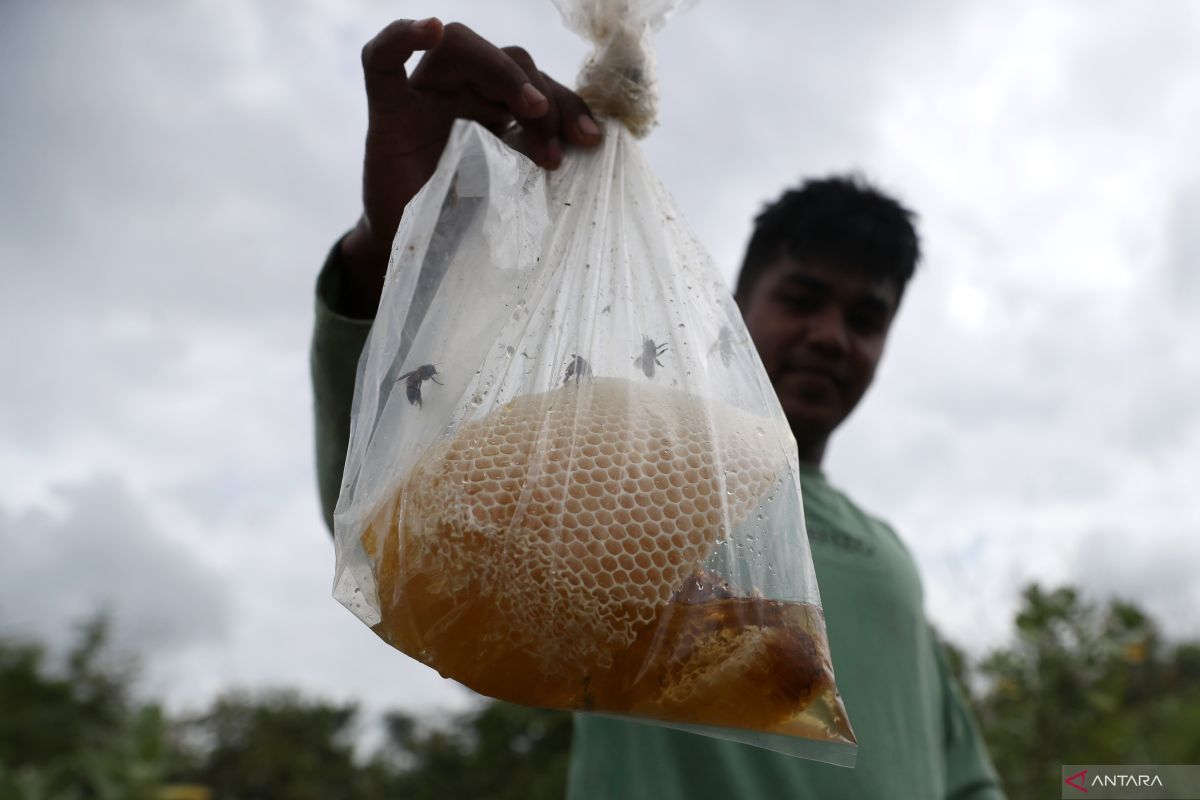 Madu asli bisa dikenali dari rasa dan aroma