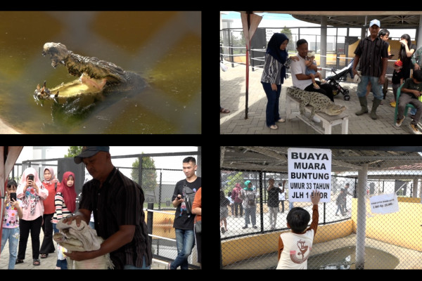 Penangkaran buaya Asam Kumbang, dari buntung hingga berumur 60 tahun