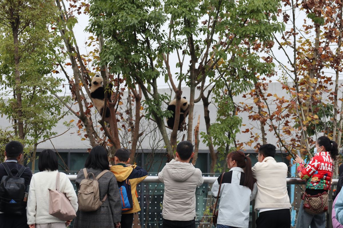 Melihat pusat penangkaran panda di Chengdu